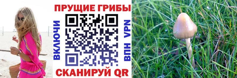 Псилоцибиновые грибы Magic Shrooms  Купить закладки  Избербаш 